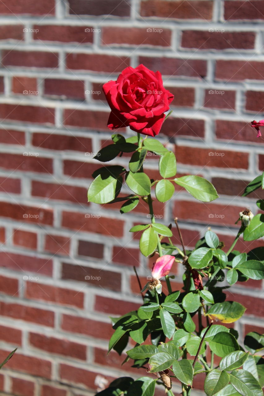 Red rose in front of brick wall