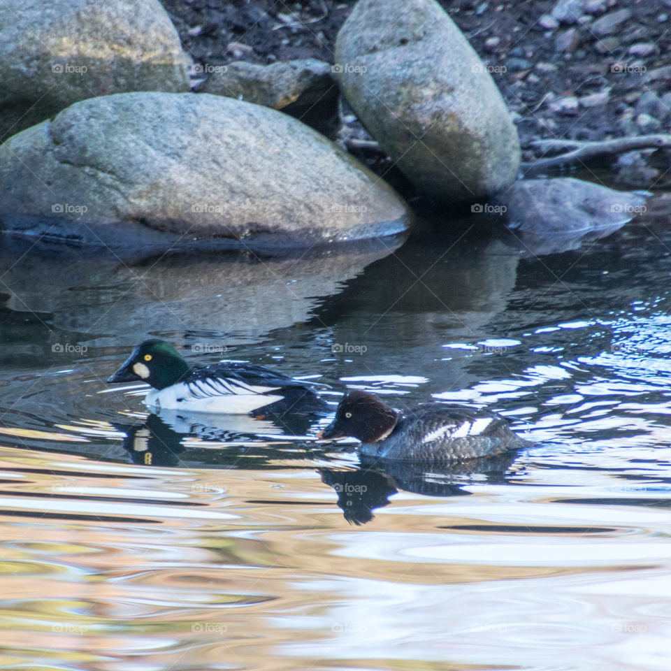 Goldeneye ducks looking for places to dive for food. amazing how long they can hold their breath