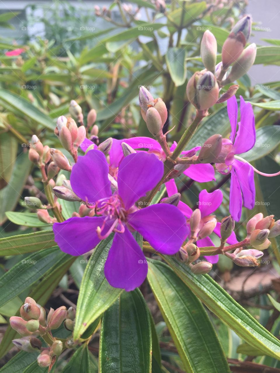 This beautiful tree blooms twice yearly with these beautiful purple flowers. 