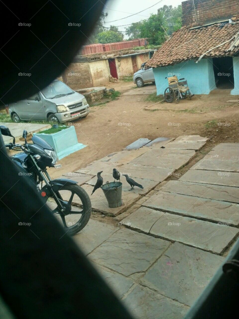 three crow attack for water bucket.