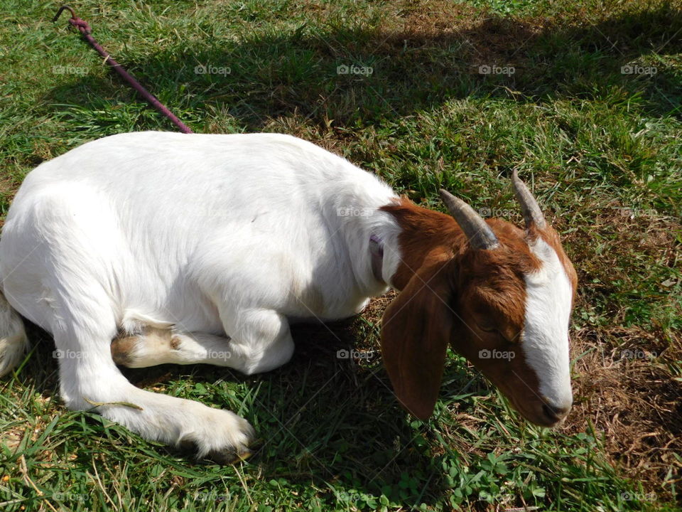 Goat Resting