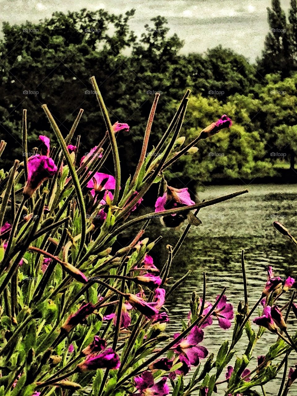 flowers purple water uk by hannahdagogo