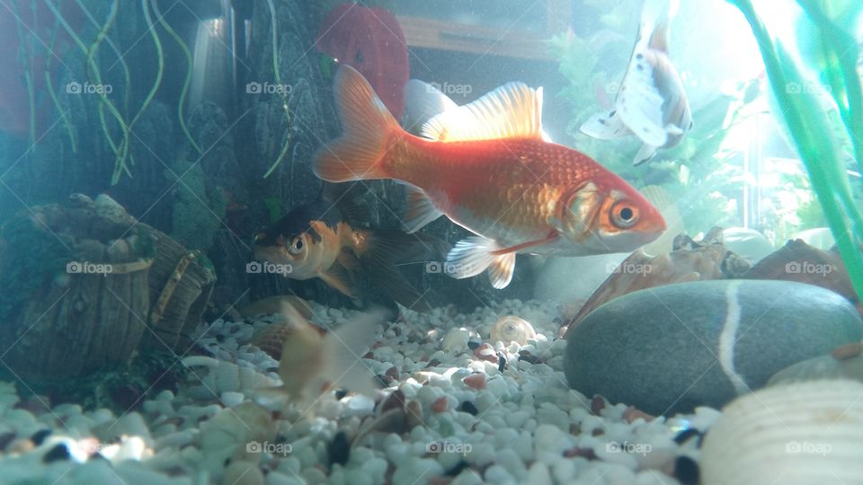 The little world of goldfish.