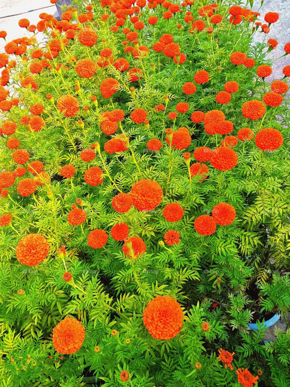 beautiful orange🟠 marigold flower🌺🌻🌹🌷 in our garden