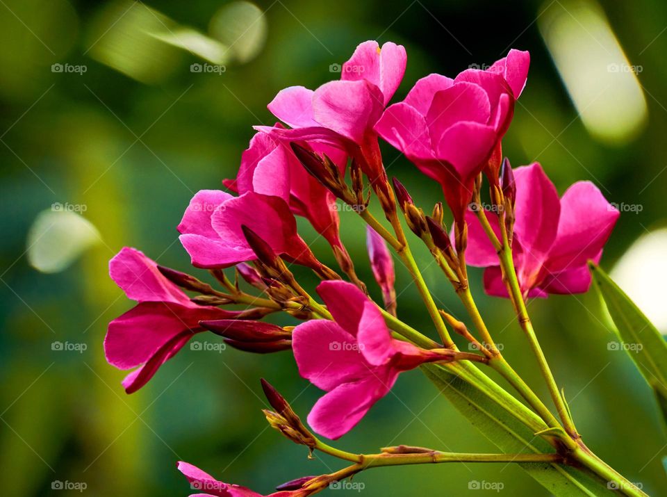Floral photography - Vibrant colours - Natural 