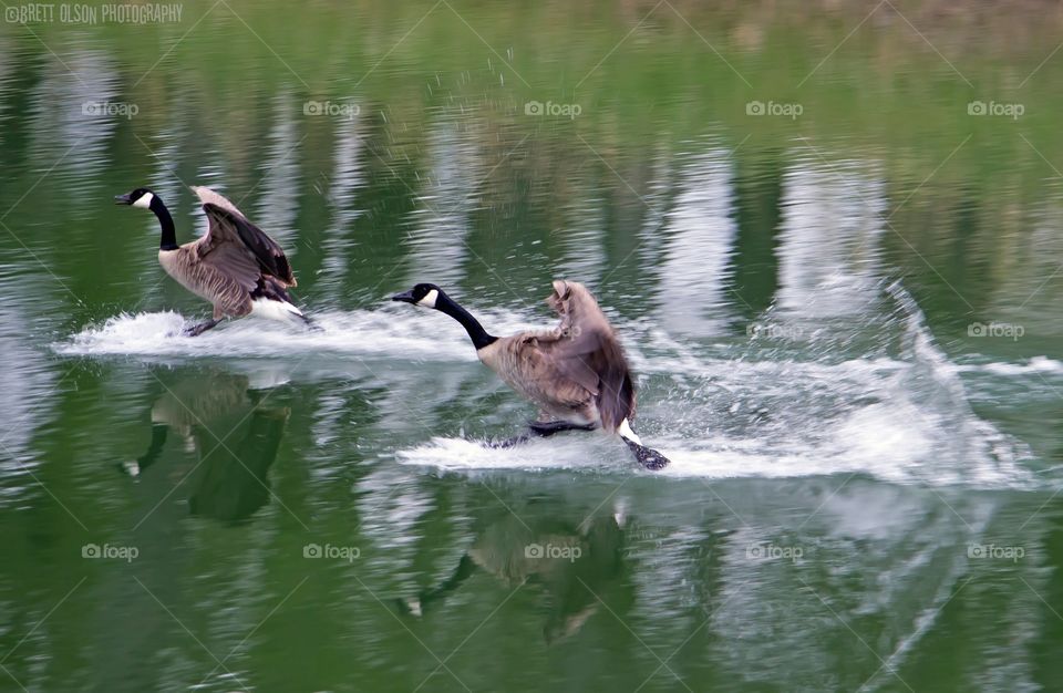 Geese waterskiing