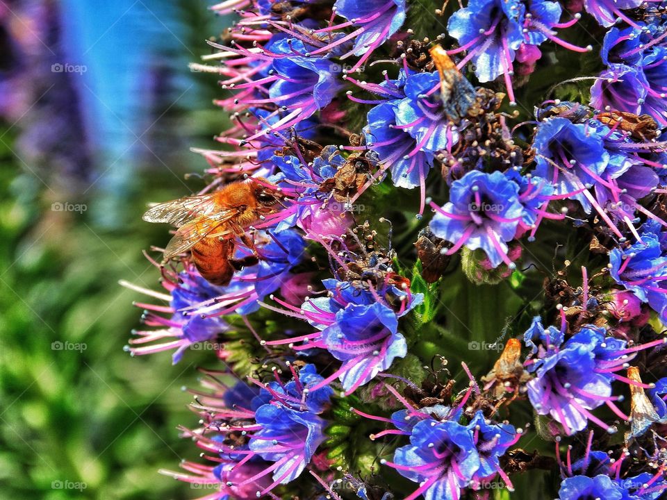 Bee Pollinating A Purple Flower