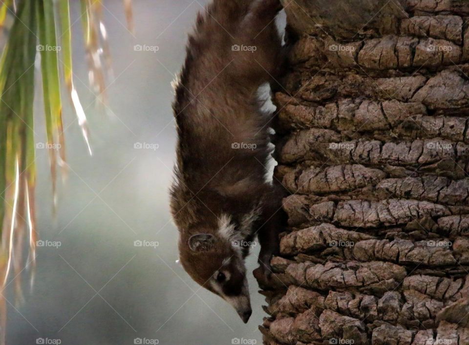 Coatimundi Descending a Palm Tree