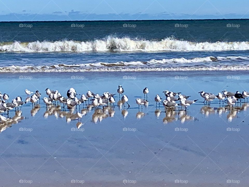 A group of shore birds stretch out along the water’s edge at the beach. Sandpipers look for food along the shore as waves break behind them on the beach