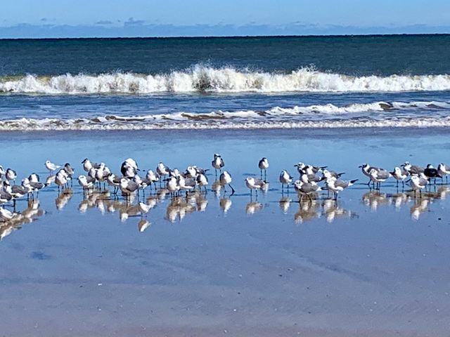 A group of shore birds stretch out along the water’s edge at the beach. Sandpipers look for food along the shore as waves break behind them on the beach