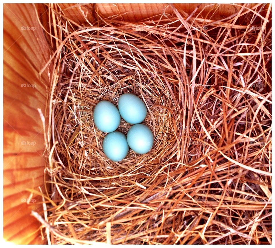 BlueBird Nest