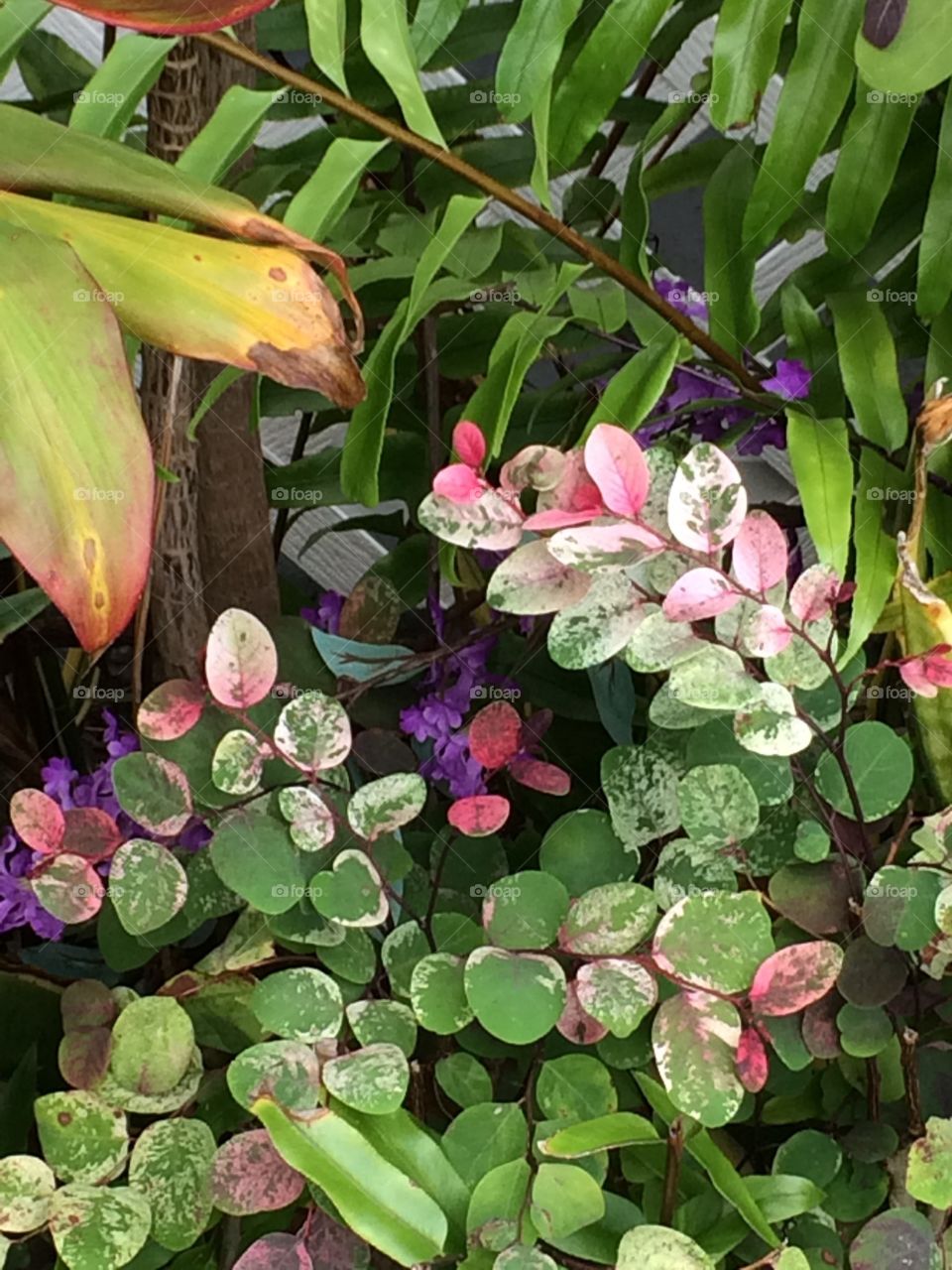 Multiple color plants