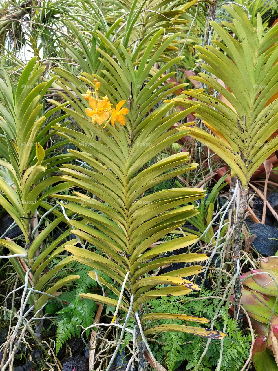 plants