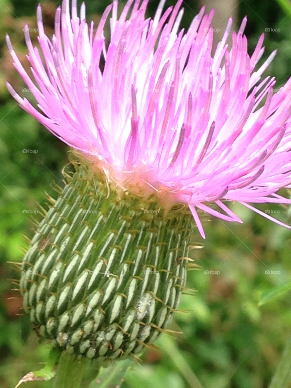 Thistle beauty . Thistle in a field