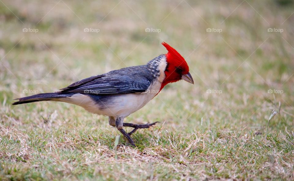 Side view of bird on grass