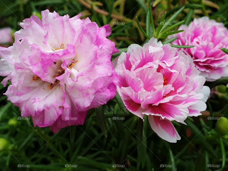 my beautiful Portulaca grandiflora