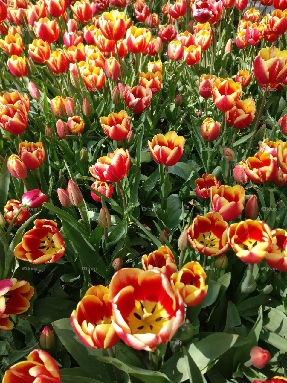 Tulips festival in Istanbul