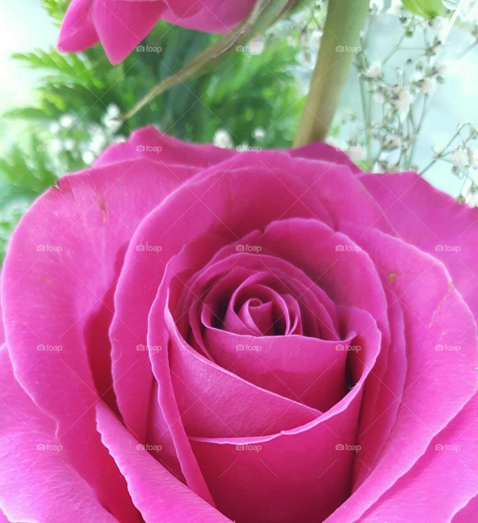 rose