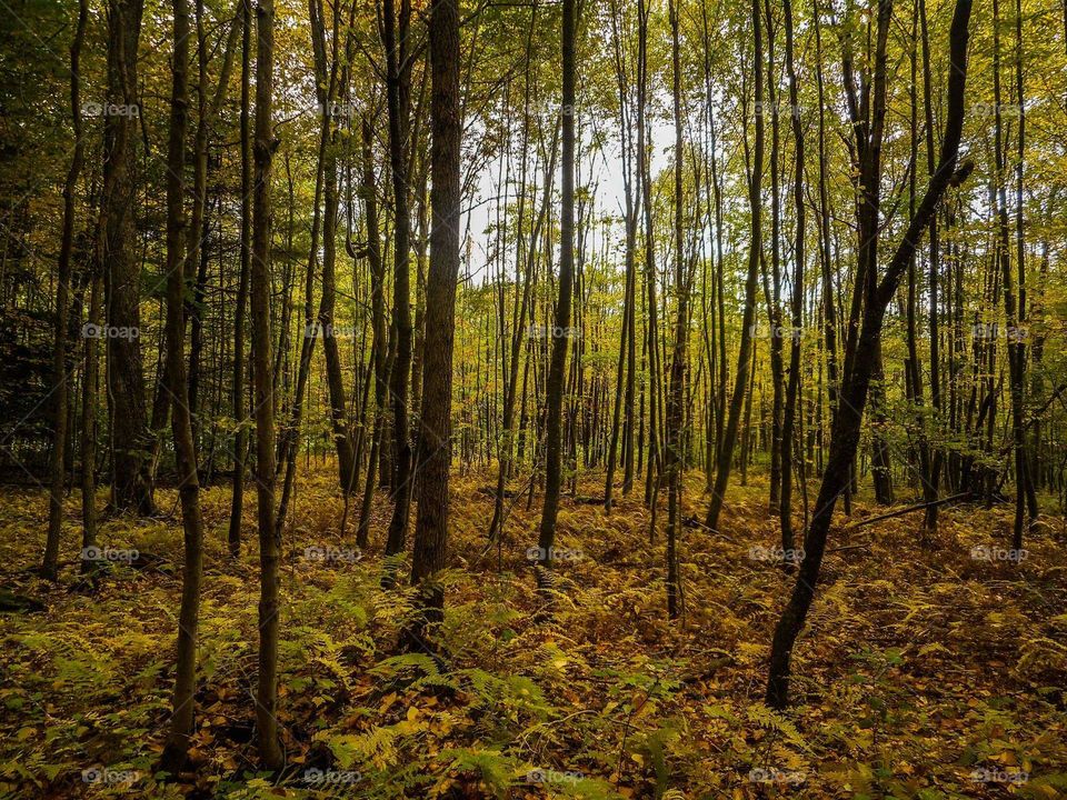 woods in the fall