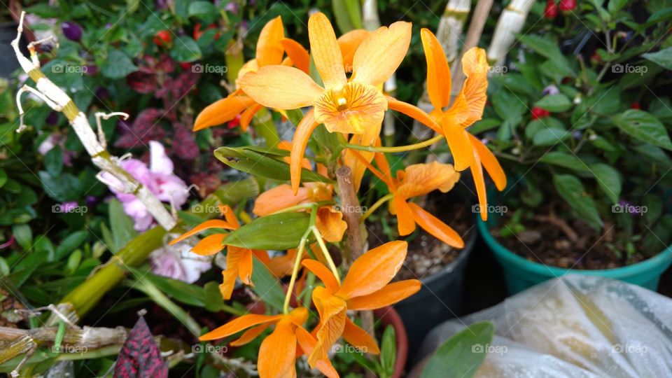 Flores na cor laranja.