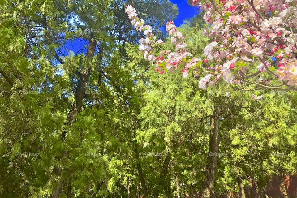 Mother Nature’s orchestrated symphony of Spring. The contrast and mixture of color between the trees, sky, and cherry blossoms are truly breathtaking.