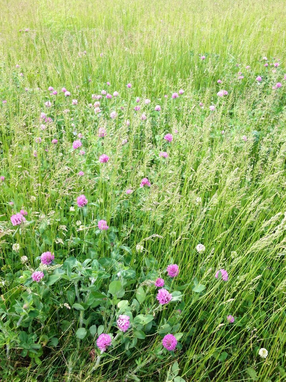 Wildflowers