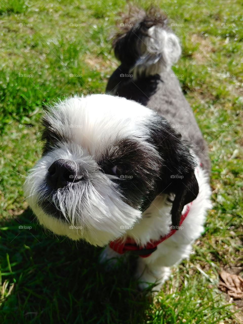 The view of the Shih-tzu dog on the grass