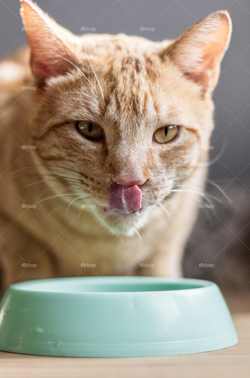 Ginger cat licks his lips after eating 