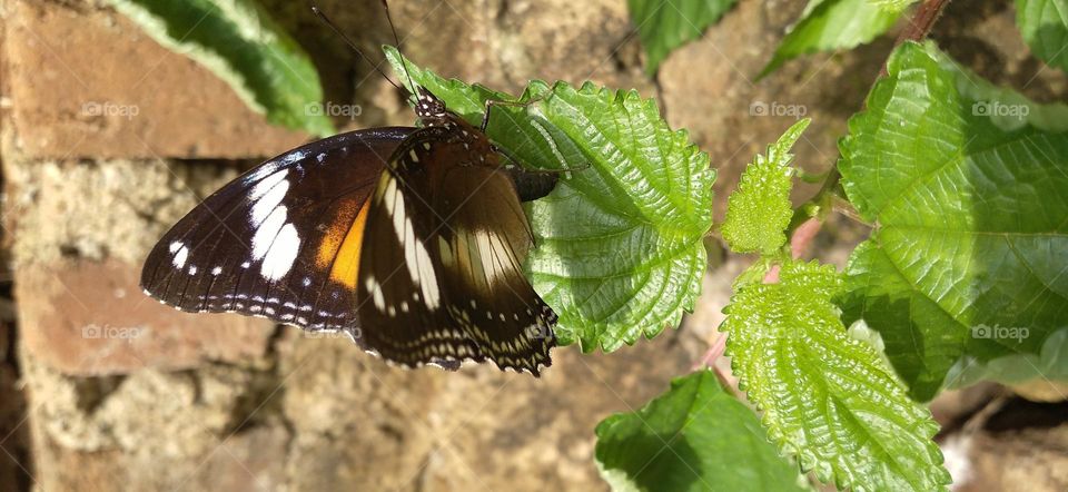 Beautiful butterfly perched on a leaf in the garden
