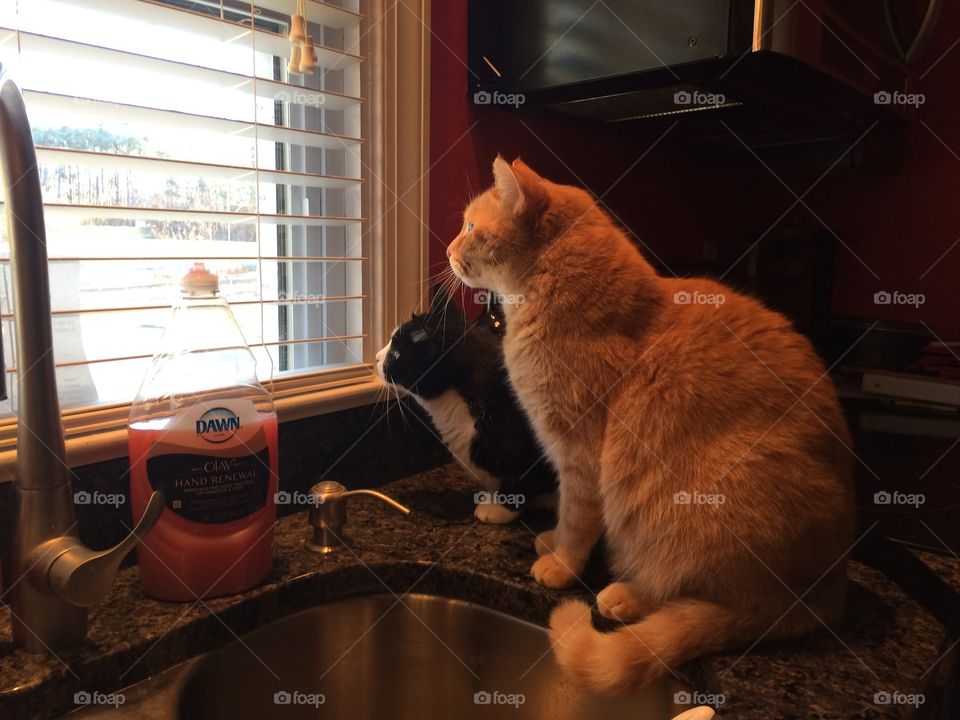 Cats on the counter