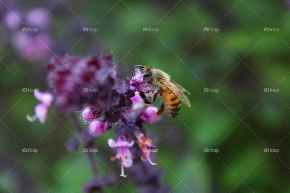 A honeybee pollinating on beautiful purple flowers.