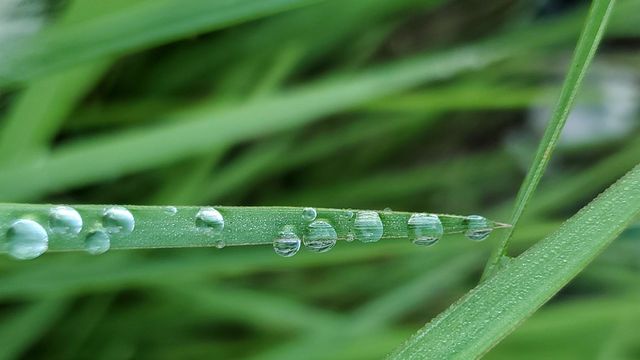 drops