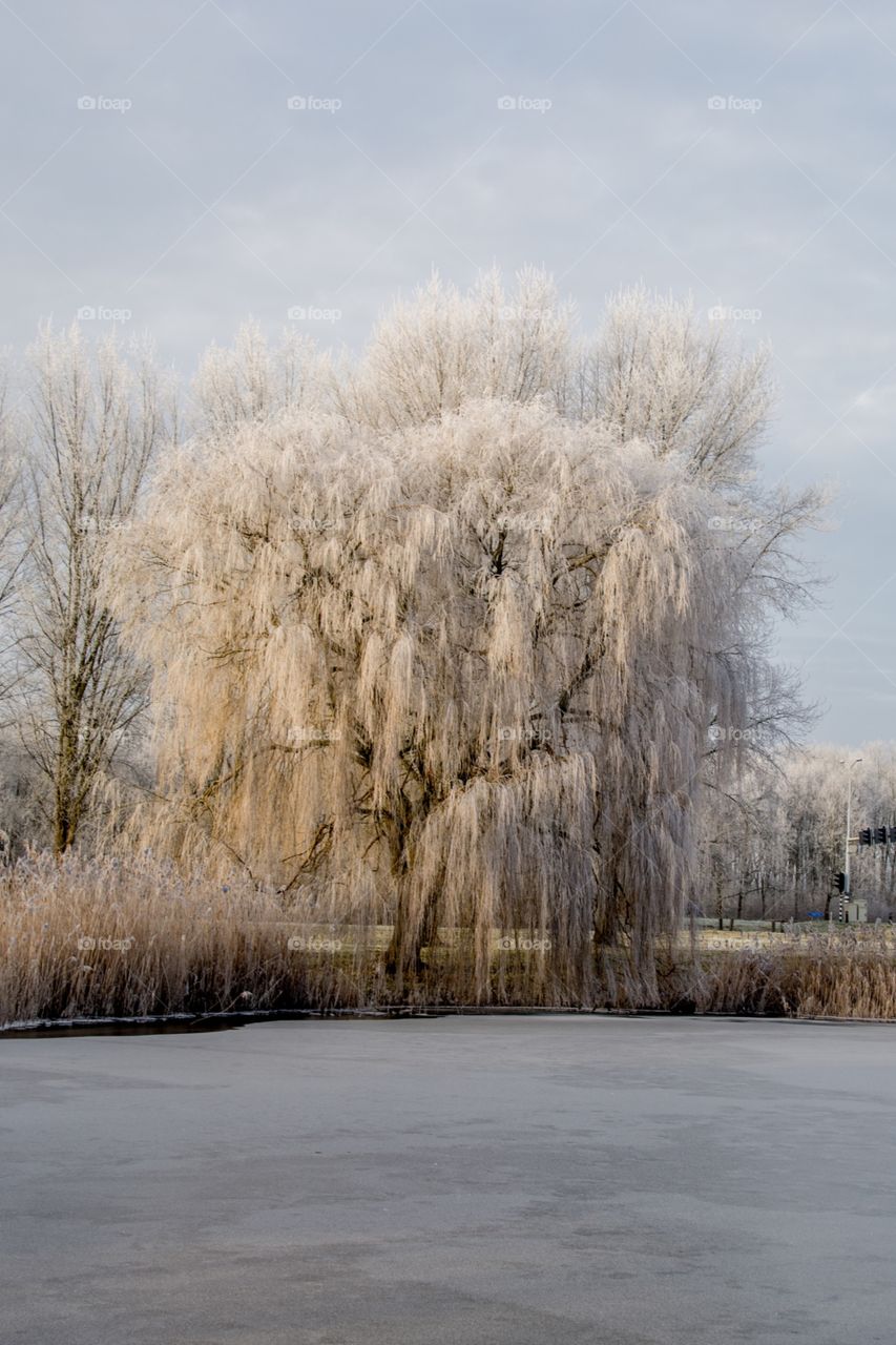 An ice tree besides the lake