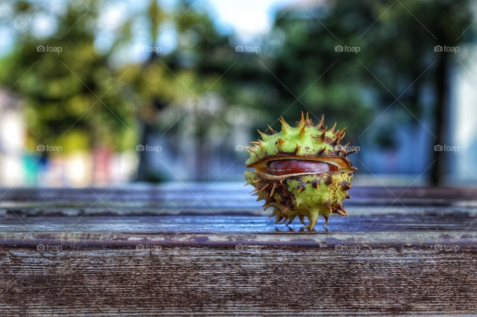 Wood, Nature, Fall, Desktop, Wooden