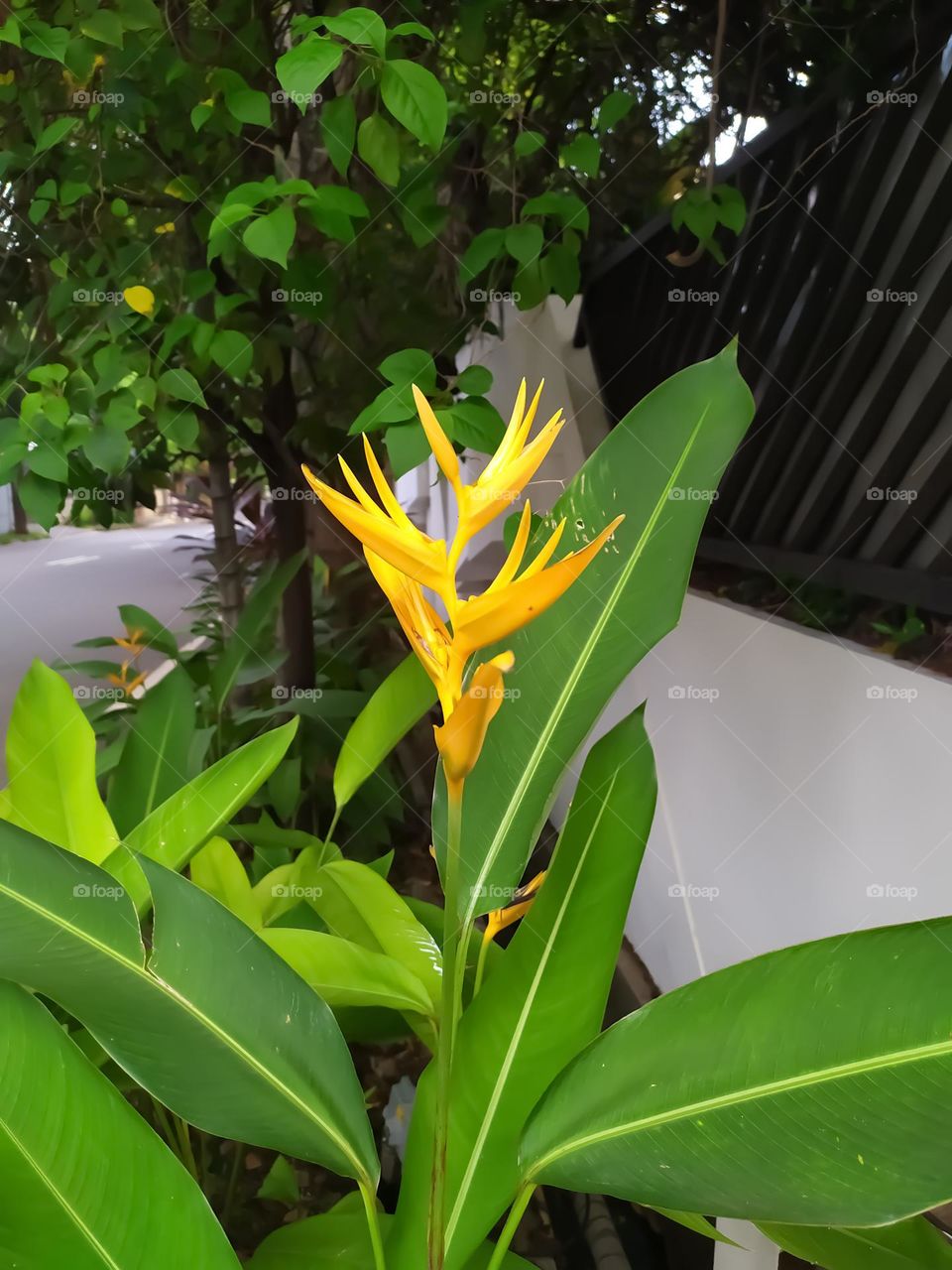 Yellow Canna lily flowers are blooming on the streets of Jakarta.  Photo taken on Friday 10 December 2021 in Jakarta, Indonesia.