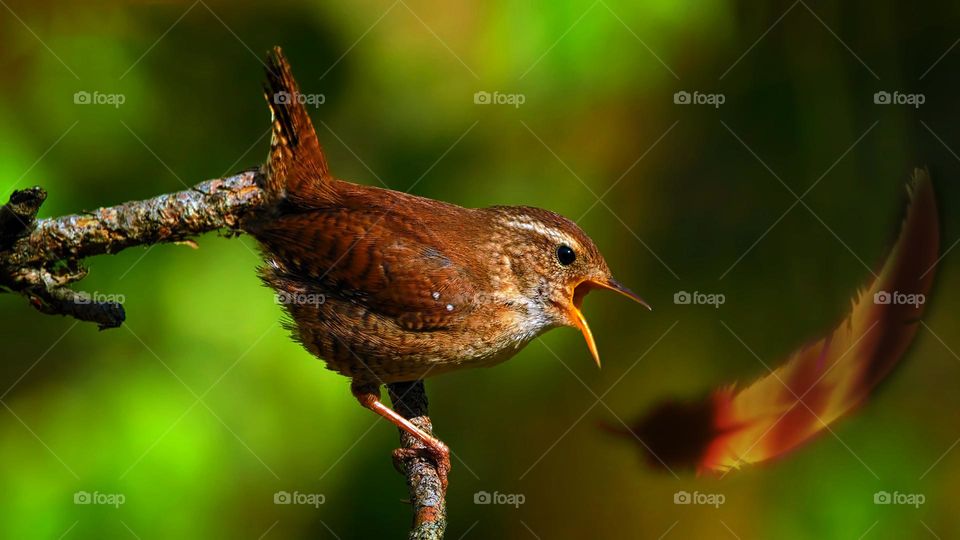 Cute bird and feather-the bird stared at a sheet of feather swaying in the air freely.