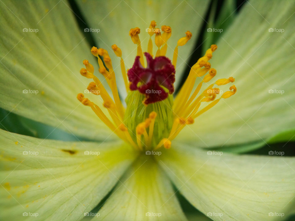 yellow weed flower with pollen