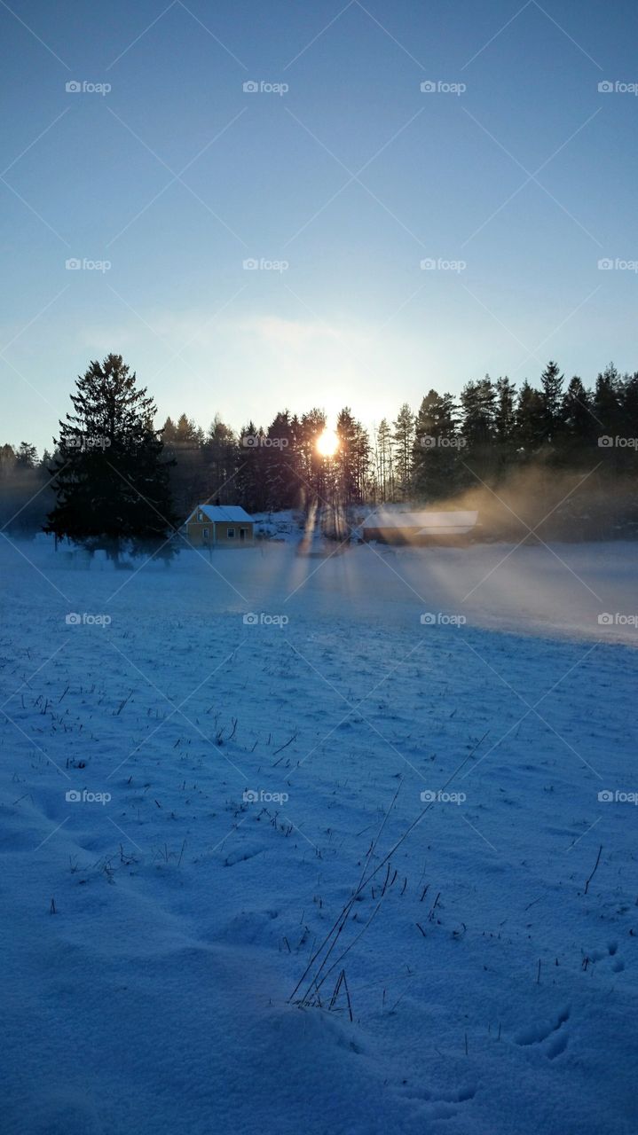 Silhouette of trees in winter