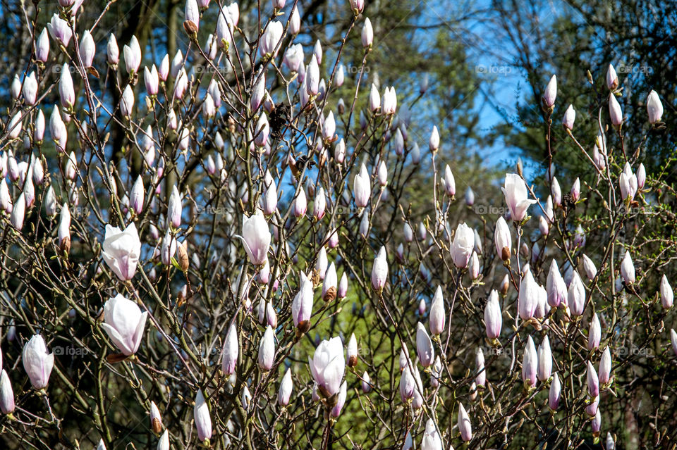 Magnolia flowers on tree