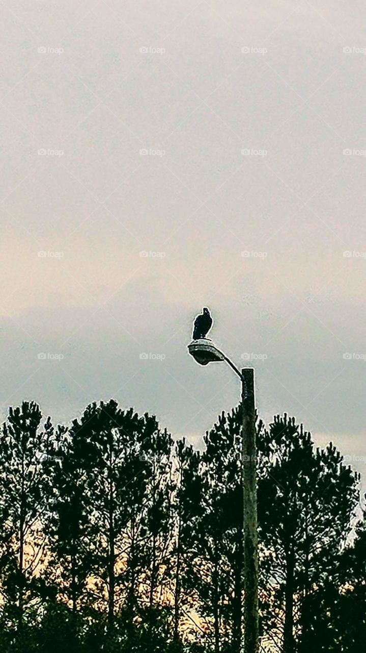 buzzards on lamp post