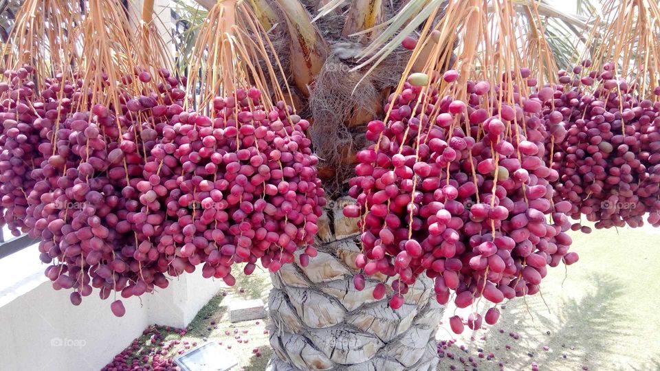 Red dates in tree Fujairah United arab emirates