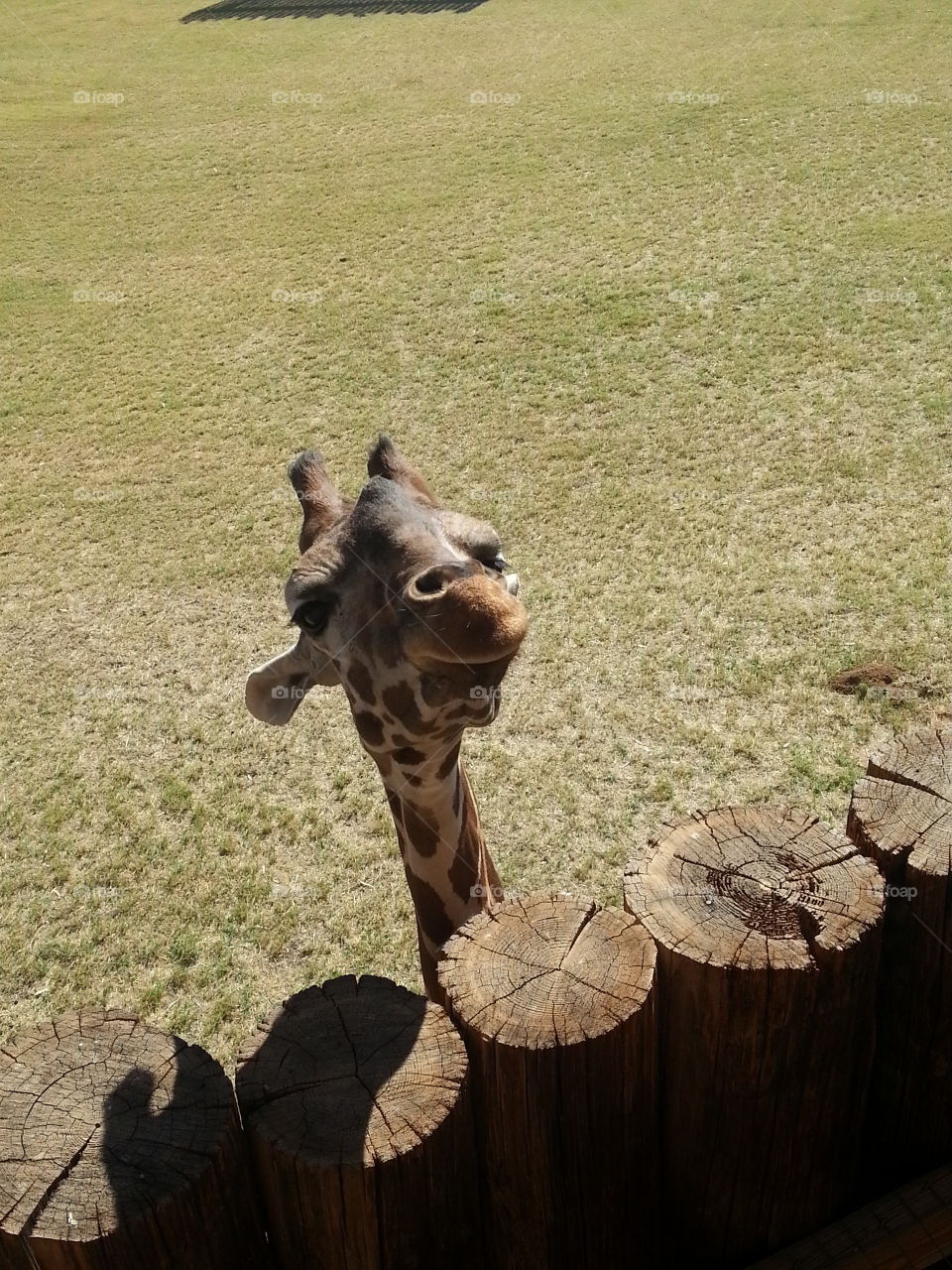 Funny Baby Giraffe.