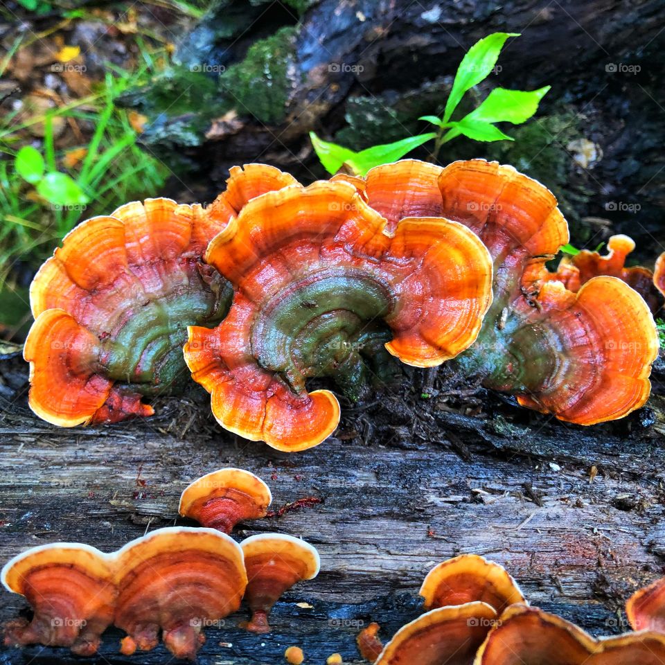 Fungus