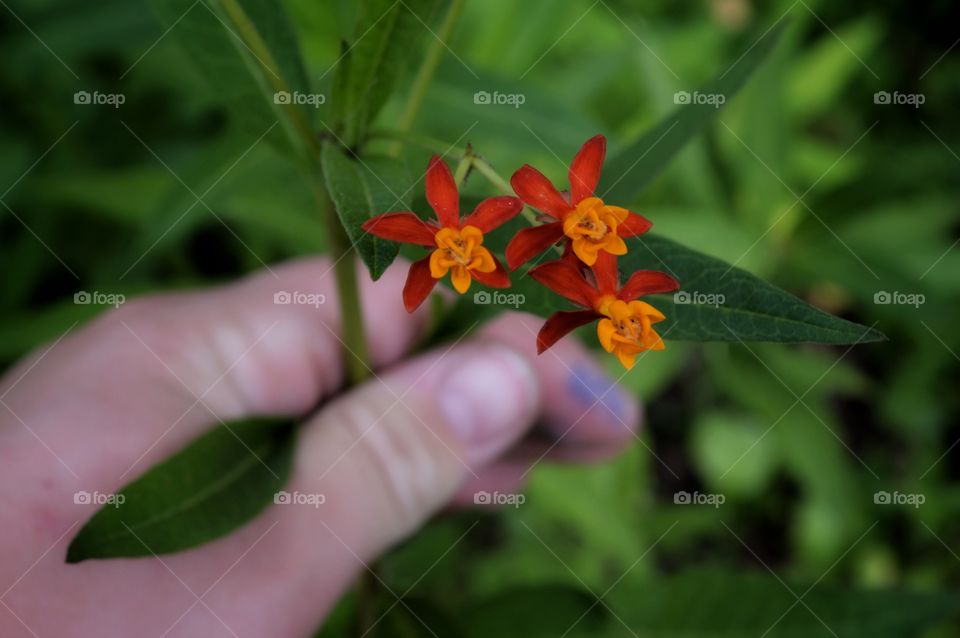 Tiny red flowers with hand