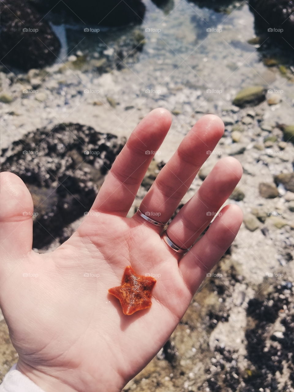tiny starfish