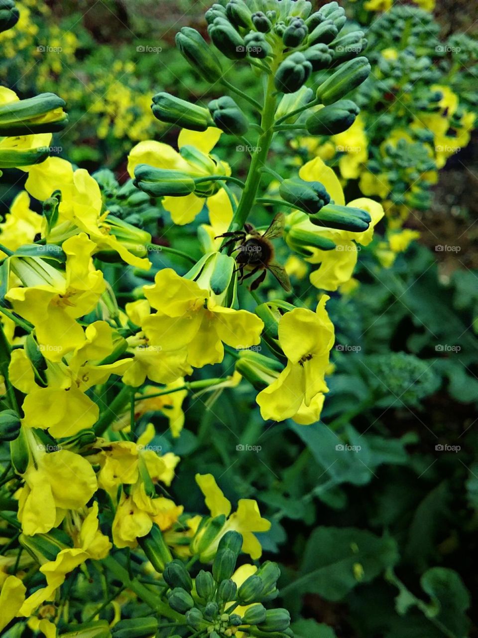 Pequenas flores de brócolis,  as preferidas pelas abelhas.