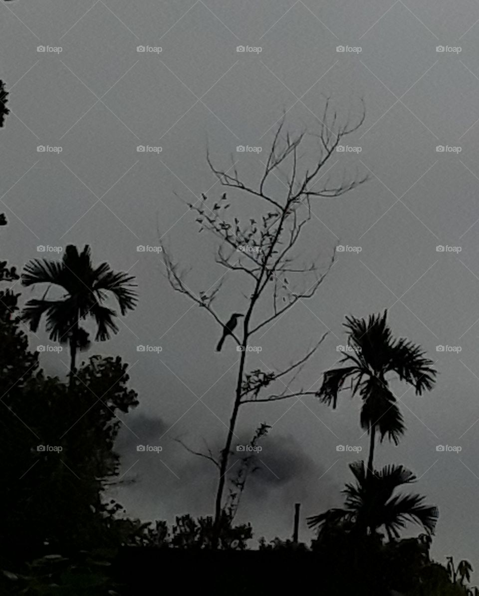 this is picture of beautiful location in Sri Lanka. beautiful views of the tree on the bird and attraction sky.