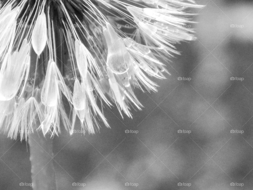 Drenched Dandelion - Black and White Minimalist Mission
