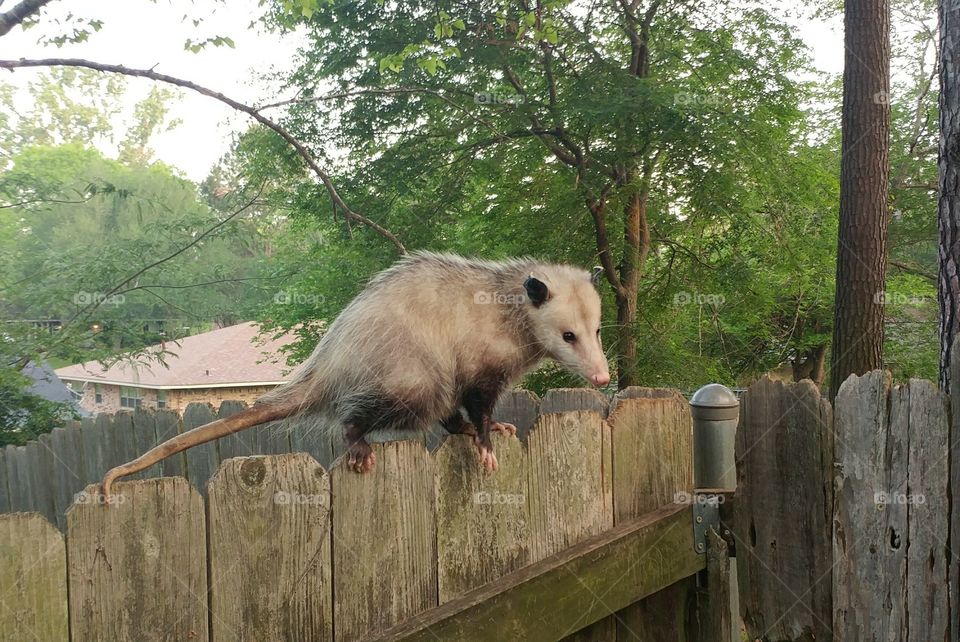 Opossum