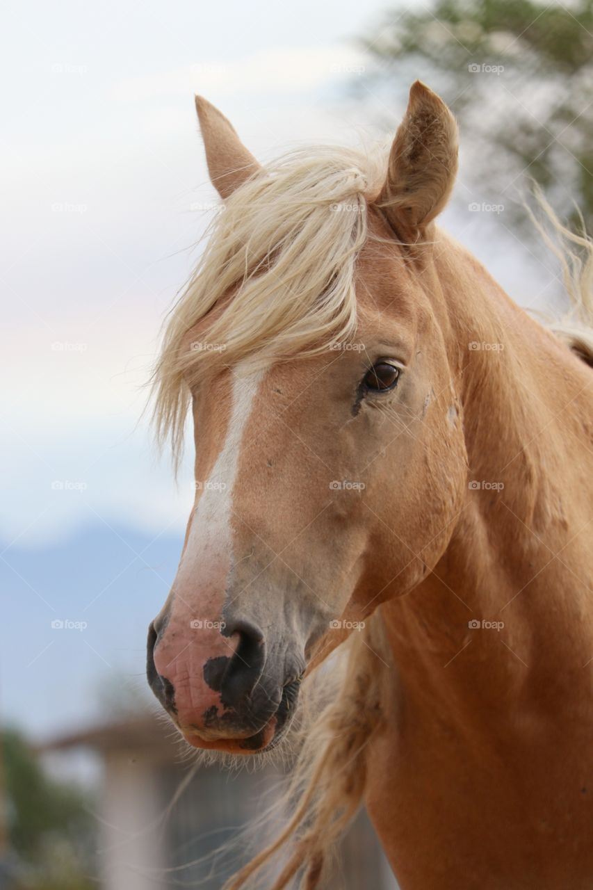 Isn't he handsome? Wild stallion closeup headshot, one of a wild band of horses in the high sierras of Nevada 